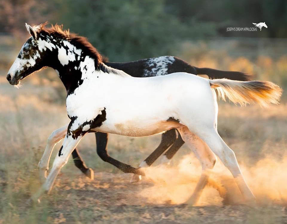 Appaloosa Colt Foal - Spirit Bird @josephs_dream_appaloosas